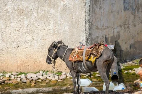 Donkey awaiting by the spring Stock Photos