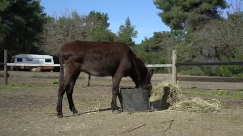 Donkey in a barn eating  Stock-Footage 140383145