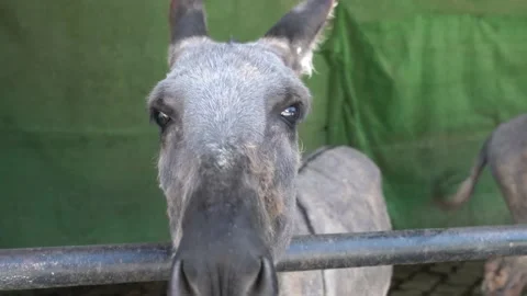 Donkey in barn- Stock Footage 134495448