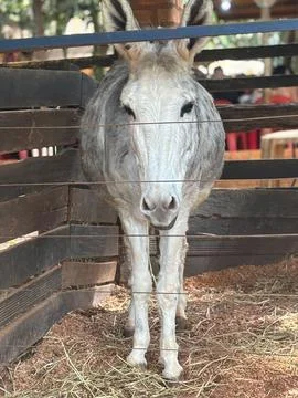 Donkey in Barn Stock Photos