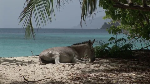 A donkey on the beach Stock Footage 72572098