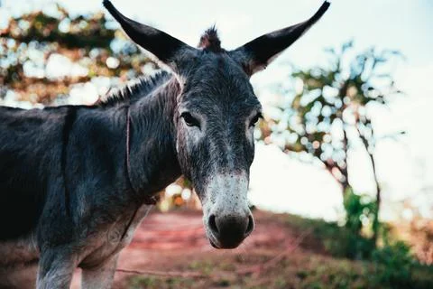 Donkey On Beach Stock Photos