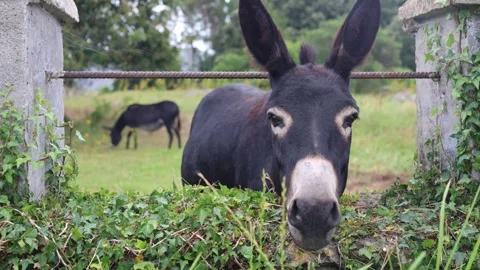 Donkey Behind A Fence Looking At The Camera Stock Footage 309895063