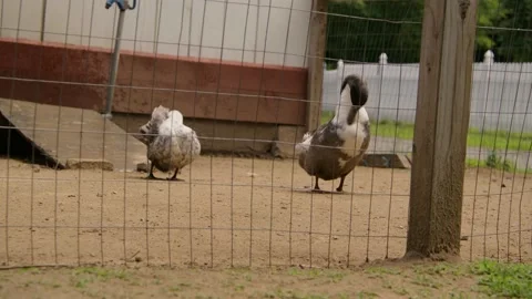 Donkey being a donky Stock Footage 201816444
