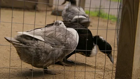 Donkey being a donky 動画素材 201816699