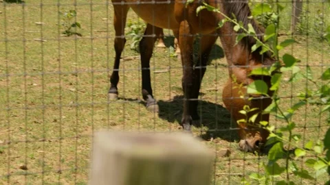 Donkey being a donky Stock Footage 201816792
