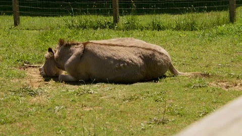 Donkey being a donky Stock Footage 201817072