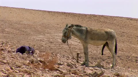 Donkey big dick Stock Footage 41846645