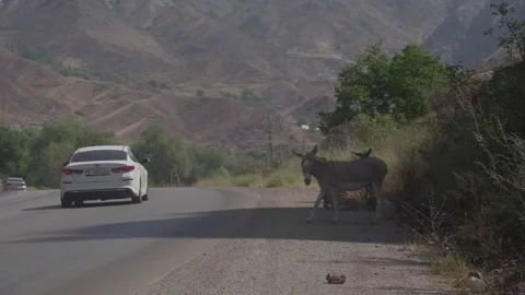 Donkey with bird on its back as a car passes on the road, Kyrgyzstan Видео 347243347