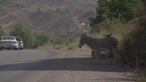 Donkey with a bird on its back by a mountain road, Jalal-Abad Region, Kyrgyzstan Video stock 347243337
