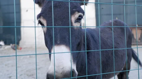 A donkey bothered by flies Video stock 138943137