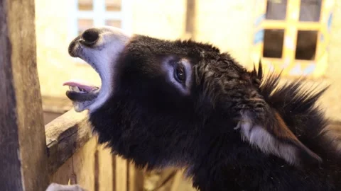 Donkey braying on farm Stock Footage 331199785
