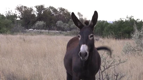 Donkey Braying Stock Footage