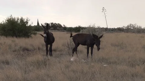 Donkey Braying Video stock 122029537