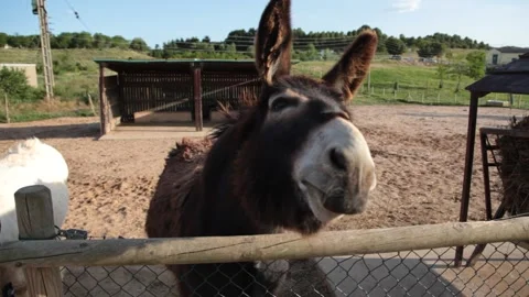 Donkey braying Stock Footage 132916703