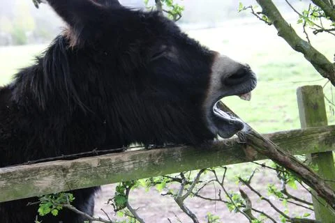 Donkey braying Stock Photos