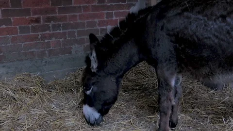 Donkey Browse in the Stable Vídeos de archivo 91040836