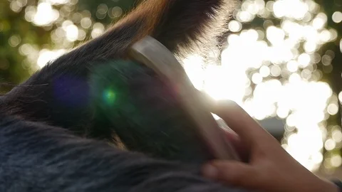 Donkey brushing 2 Stock Footage 119613825