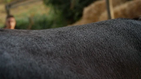 Donkey brushing 4 스톡 동영상 119613493