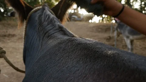 Donkey brushing 動画素材 119613845