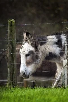 Donkey in captivity Foto stock