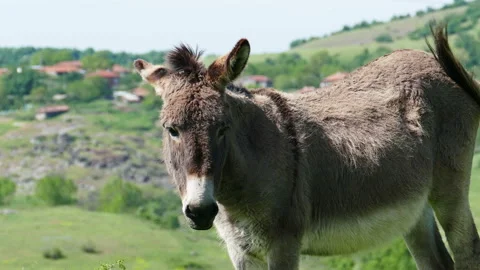 Donkey captured on green meadow against the village. Video stock 236722980
