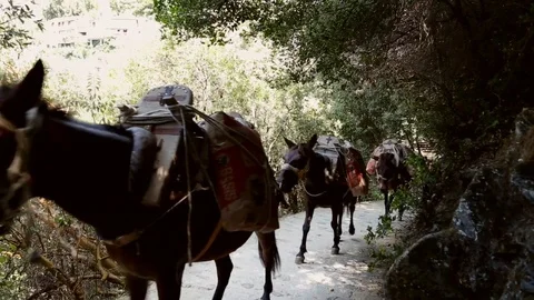 The donkey caravan carrying a heavy load Stock Footage 87472048