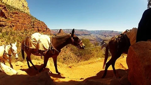 Donkey caravan in Grand Canyon, USA Video stock 80439331
