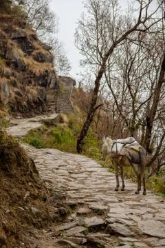 Donkey caravan Stock Photos