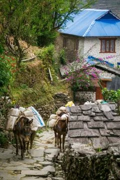 Donkey caravan Stock Photos