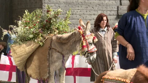 Donkey in carnival parade loaded with branches Stock Footage 47955245
