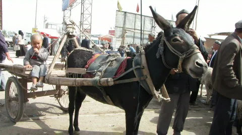Donkey cart Stock Footage 539335