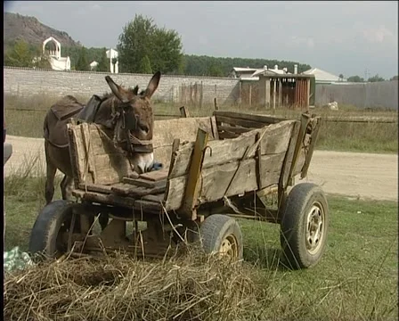 Donkey with the cart Stockbeeldmateriaal 998715