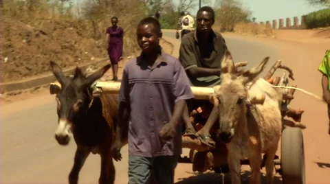 Donkey Cart 스톡 동영상 47493584