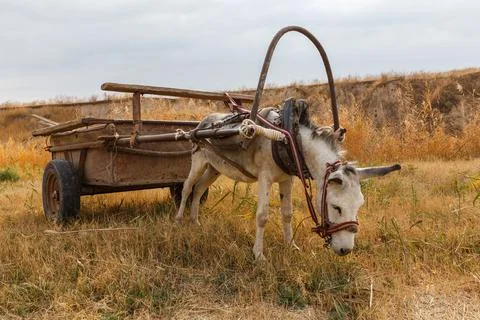 Donkey with cart Stock Photos