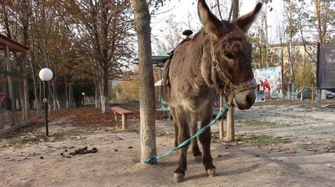 Donkey is chewing grass in the zoo. Video stock 44216060