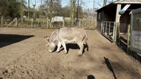 Donkey in children garden Stock Footage 82966973