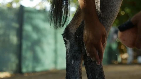 Donkey cleaning with soap 動画素材 119614334