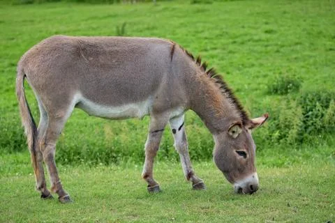 Donkey in a clearing Stock Photos