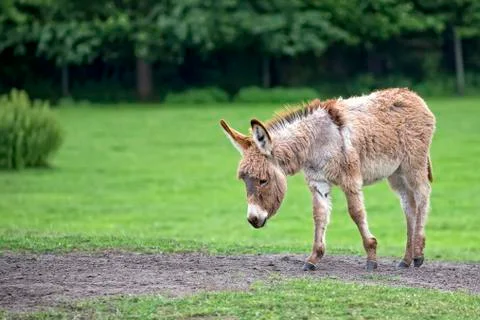 Donkey in a clearing Stock Photos