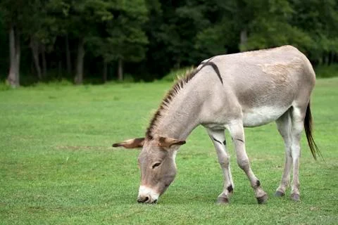 Donkey in a clearing Stock Photos