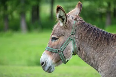 Donkey in a clearing a portrait Stock Photos