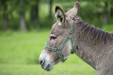 Donkey in a clearing, a portrait in the wild Stock Photos