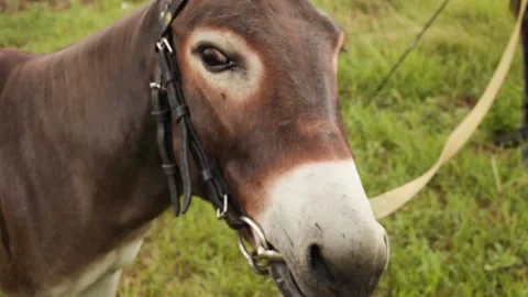The donkey climbs into the man Stock Footage 132816384