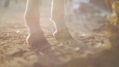 Donkey clogging hooves in backlight Stock Footage 119615656