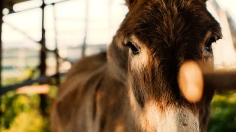 Donkey in a close-up Stock Footage 92102110