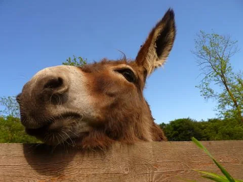 Donkey close up Stock Photos