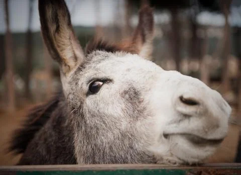 Donkey close up Stock Photos