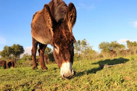 Donkey close up Stock Photos
