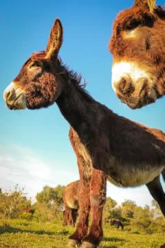 Donkey close up Stock Photos